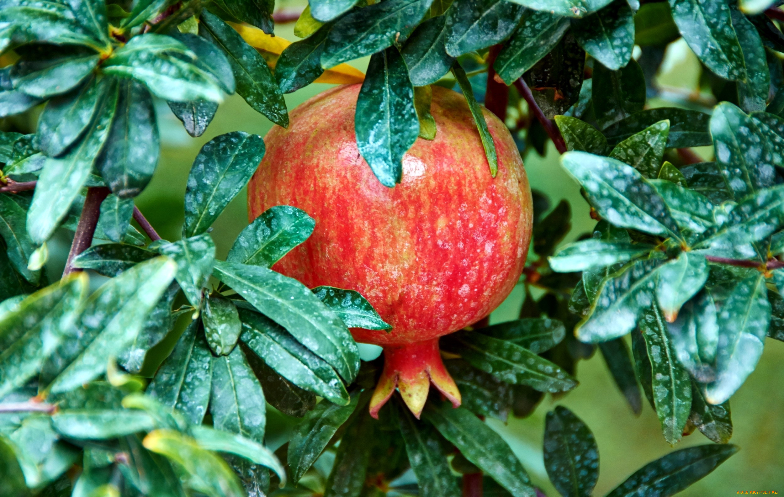 , , pomegranate